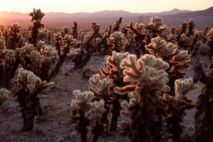 USA, United States of America, california, palm Springs, Joshua Tree National Park, Cholla Cactus Garden USA, United States of America, california, palm Springs, Joshua Tree National Park, Cholla Cactus Garden